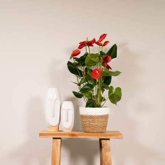 Anthurium Red - Ø17cm - ↕55cm - Ø17cm - ↕55cm