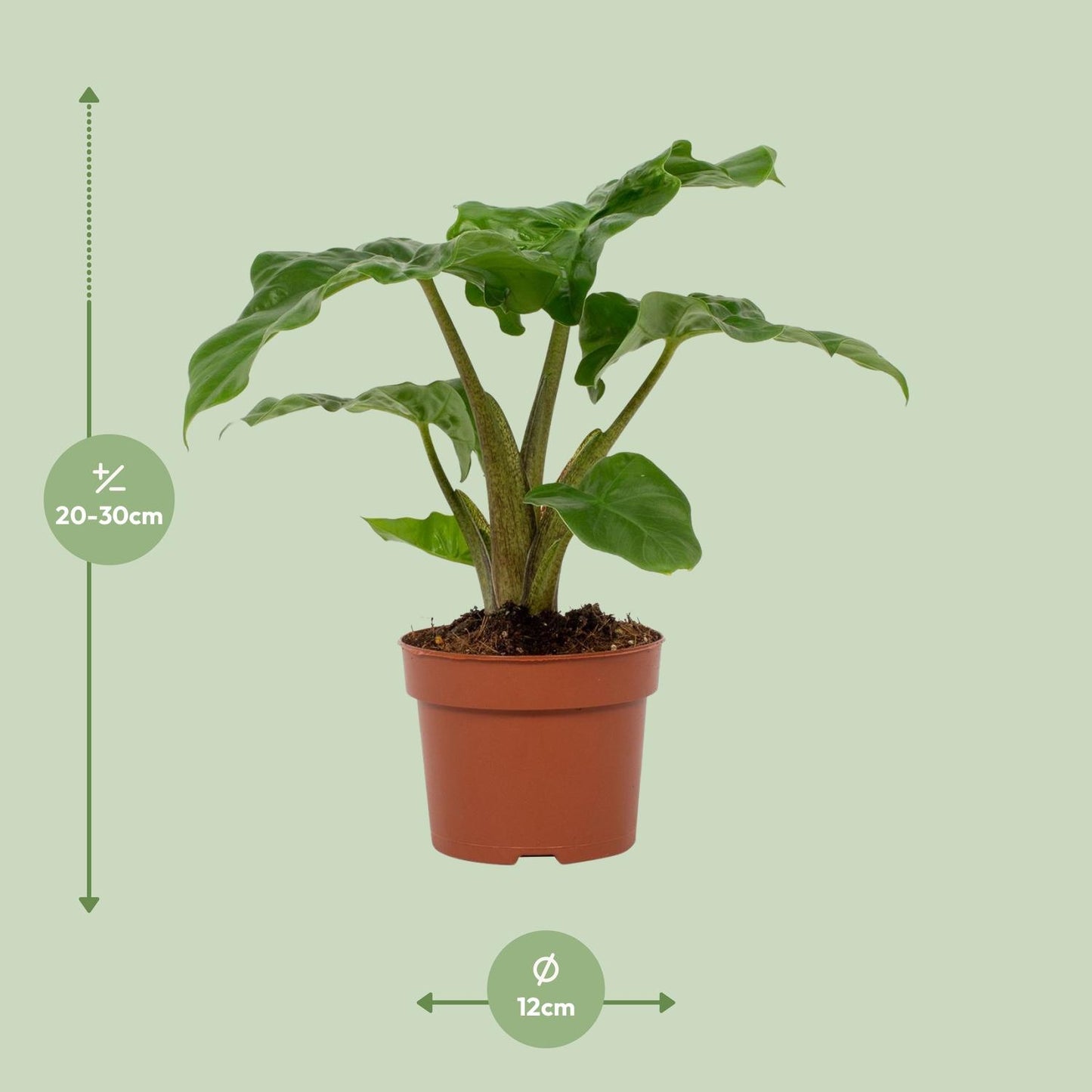 Alocasia Low Rider 12cm - Ø12cm - ↕30cm