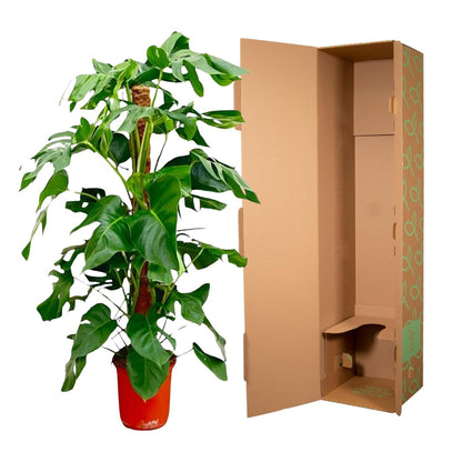 Monstera Fensterblatt 120 cm – Tropische Zimmerpflanze