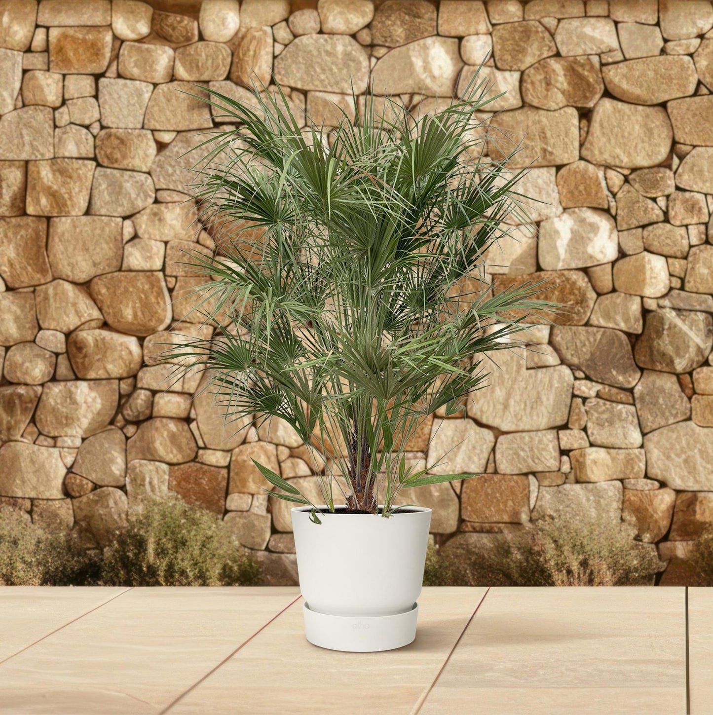 Zwergpalme 170 cm – Mediterrane Kübelpflanze für Terrasse & Balkon