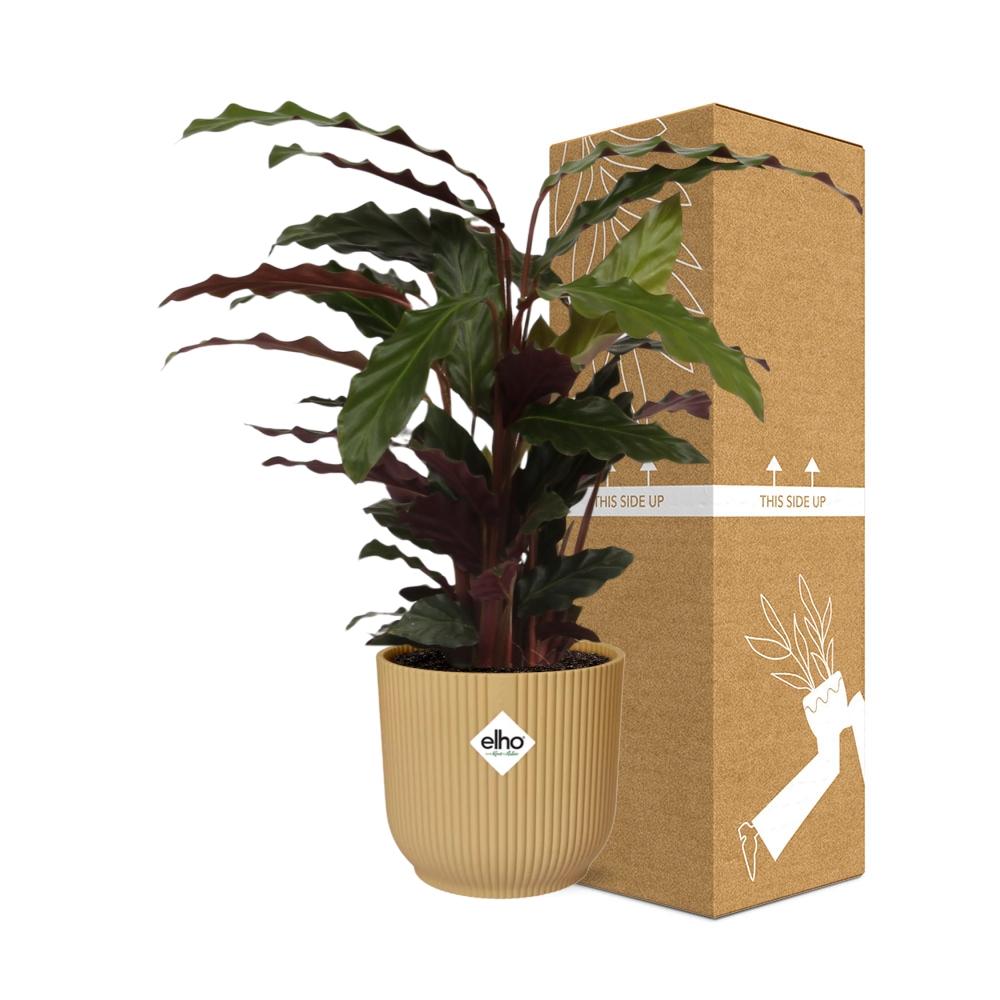 Calathea Rufibarba ‘Tropistar’ in ELHO Vibes Fold 14cm geel