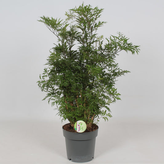 Polyscias Hawaiian - Ø19cm - ↕60cm