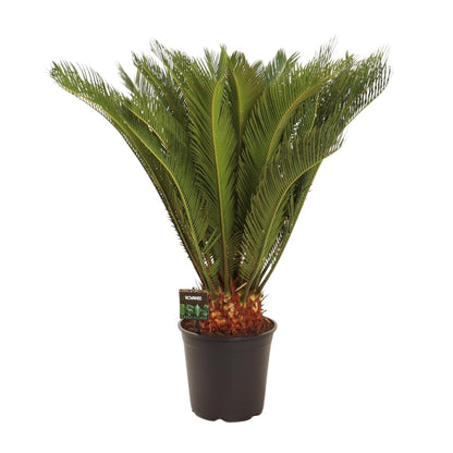 Cycas Revoluta - Ø24 ↕90