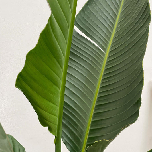Weißer Paradiesvogel XXL – Strelitzia Augusta 250cm