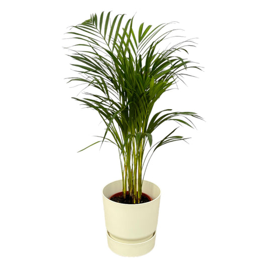 Goldfruchtpalme (Dypsis lutescens) – 85 cm mit Elho Topf