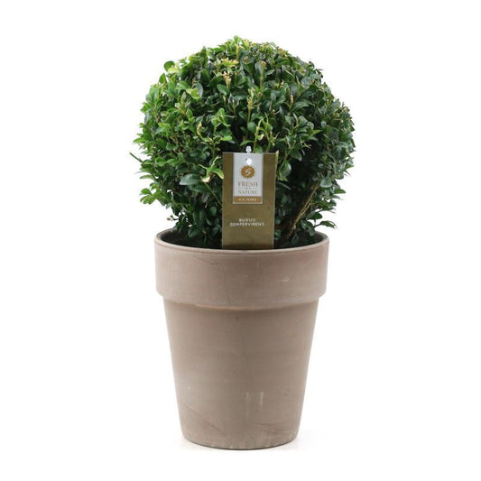 Buxus Semp. Ball Ø20cm P17 In Ceramic Taupe - Ø19cm - ↕37cm