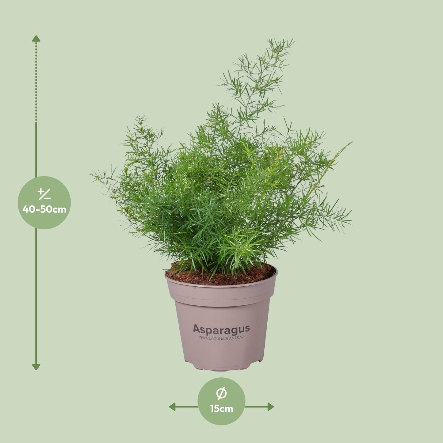 Asparagus Sprengeri - Ø15cm - ↕45cm