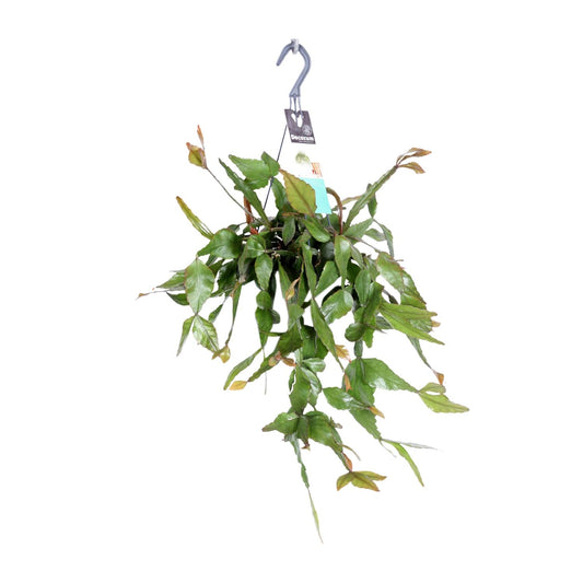 Rhipsalis Elliptica - Ø17cm - ↕35cm