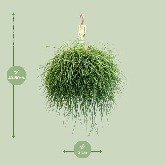 Rhipsalis Pulchra - Ø21 ↕45