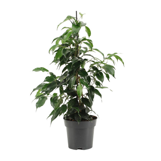 Ficus Benjamina Danielle - Ø14cm - ↕55cm
