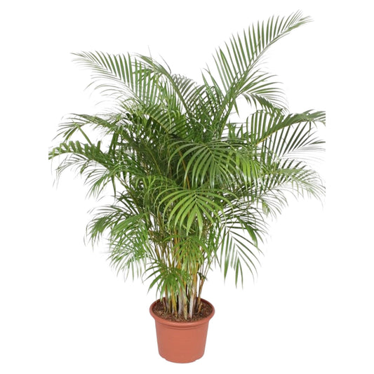 Goldfruchtpalme 200 cm – Areca Palme im Ø40 cm Topf