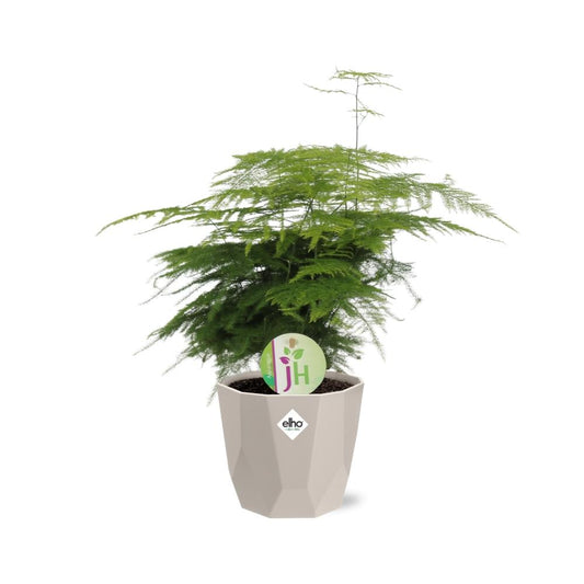 Asparagus ‘Plumosus’ in ELHO b.for rock 14 cm warm grey