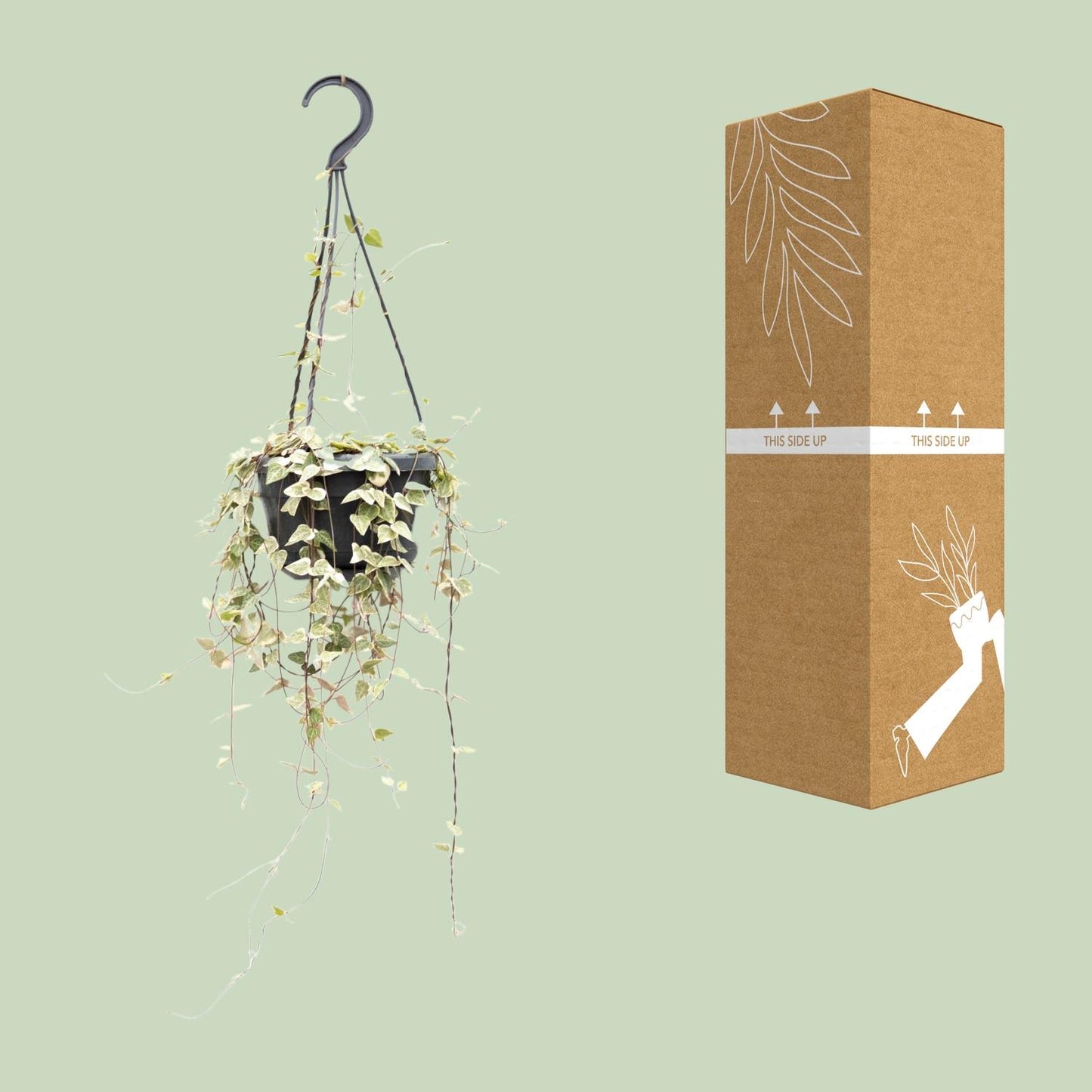 Ceropegia Woodii ssp.woodii - Ø14cm - ↕50cm