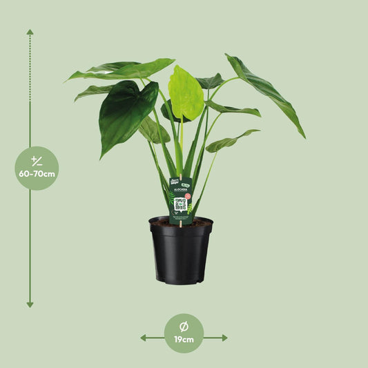 Alocasia Cucullata - Elefantenohr - Ø19cm - ↕55cm