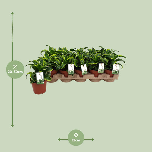 Dracaena Tornado - Ø12cm - ↕22cm