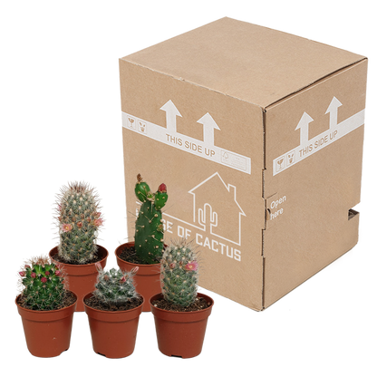 Blühender Kakteen Mix – 5er Set im 5,5 cm Topf