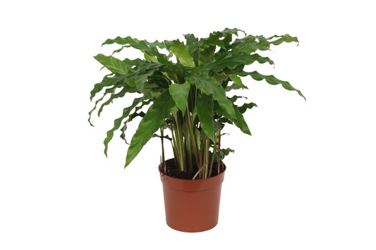 Korbmarante Bluegrass – Stilvolle, pflegeleichte Zimmerpflanze 35 cm