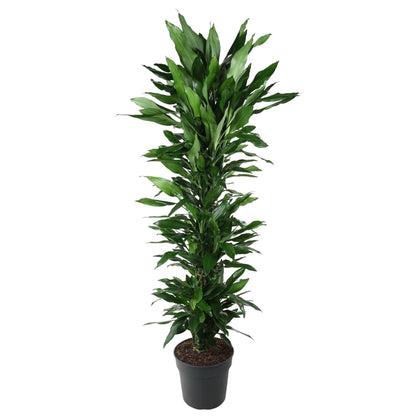 Drachenbaum Janet Lind – Elegante & Pflegeleichte Zimmerpflanze 170 cm