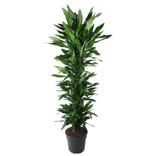 Drachenbaum Janet Lind – Elegante & Pflegeleichte Zimmerpflanze 170 cm