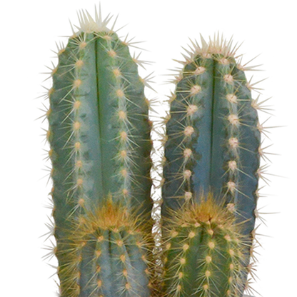 Kakteen Mix 8,5 cm – 3er Set im Terrakotta-Topf