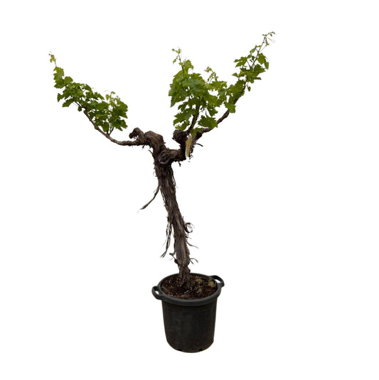 Weinrebe am Stamm 220 cm – Mediterrane Kübelpflanze