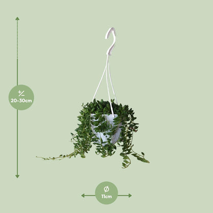 Senecio Herreianus - Ø11cm - ↕25cm