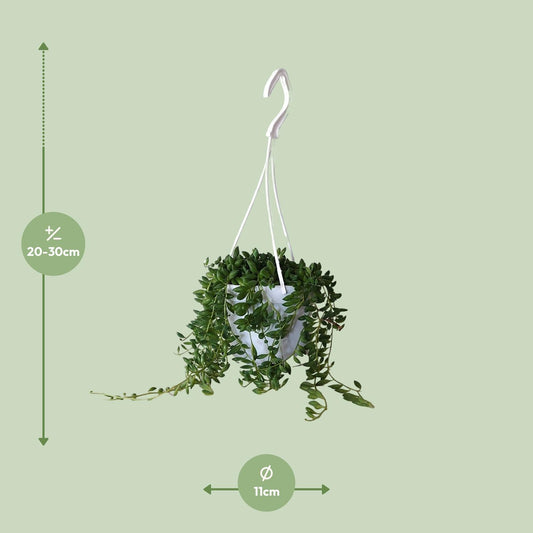 Senecio Herreianus - Ø11cm - ↕25cm