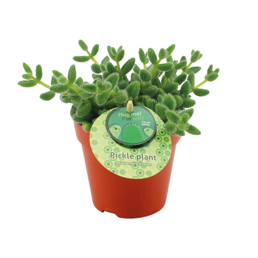 Delosperma Echinatum - Ø12cm - ↕20cm