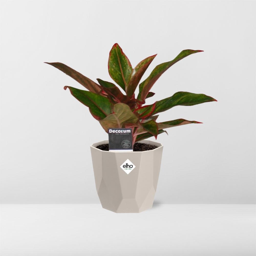 Aglaonema Crete in ELHO b.for rock 14 cm warm grey