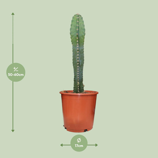 Cereus Peruvianus - Ø17cm - ↕55cm