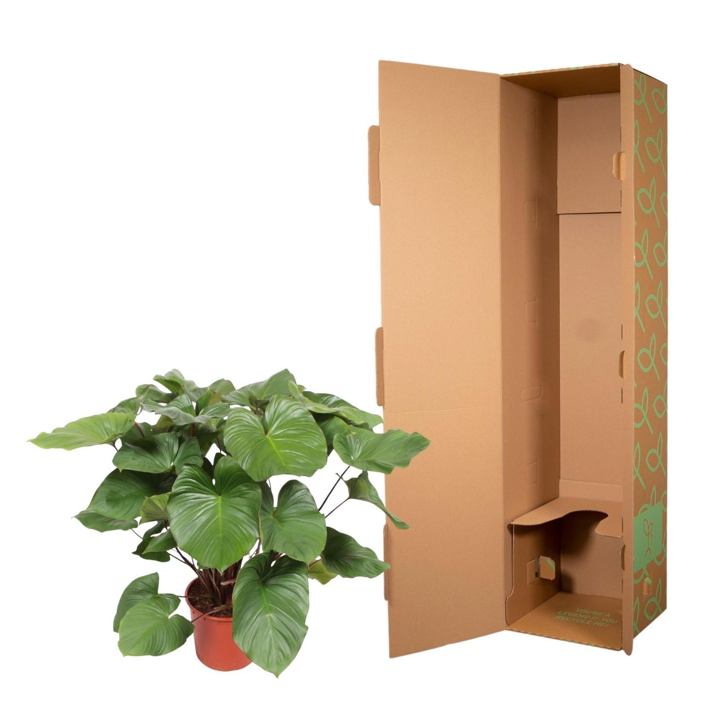 Homalomena Maggy – 130 cm Tropische Zimmerpflanze