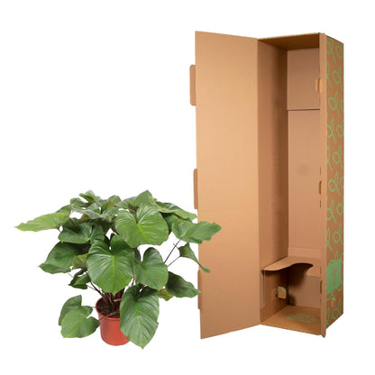 Homalomena Maggy – 130 cm Tropische Zimmerpflanze