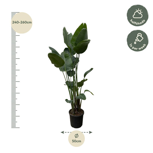 Paradiesvogelblume XXL – Strelitzia Nicolai 250 cm