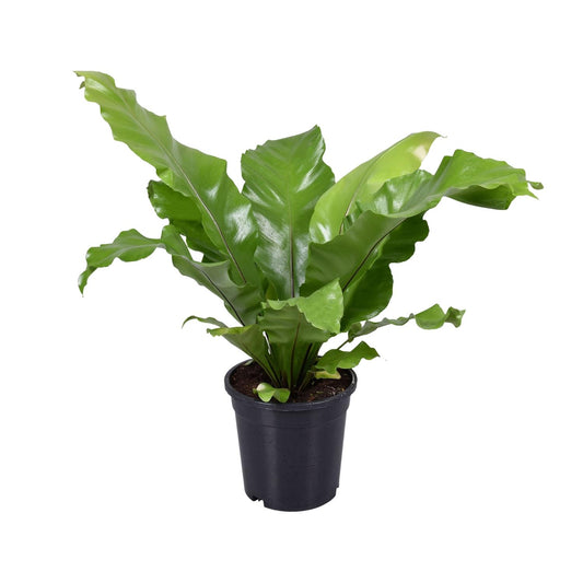Asplenium Nidus - Ø17cm - ↕45cm