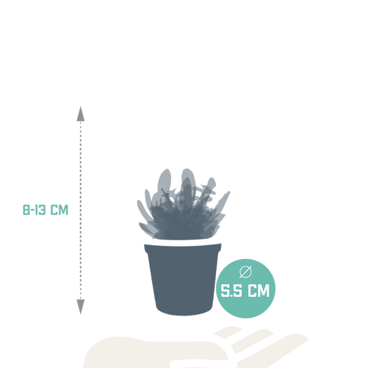 Vetplanten-Mischung 5,5 cm - 10x - zonder pot