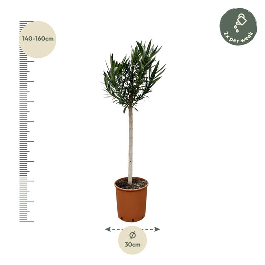 Oleander Stamm weiß – 170 cm – Mediterrane Kübelpflanze