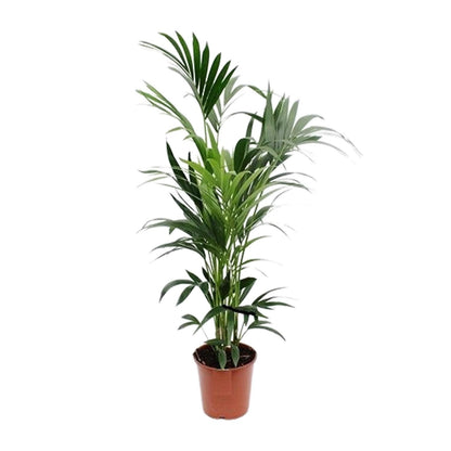 Howea - Ø24cm - ↕160cm