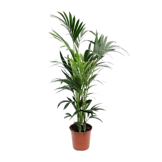 Howea - Ø24cm - ↕160cm
