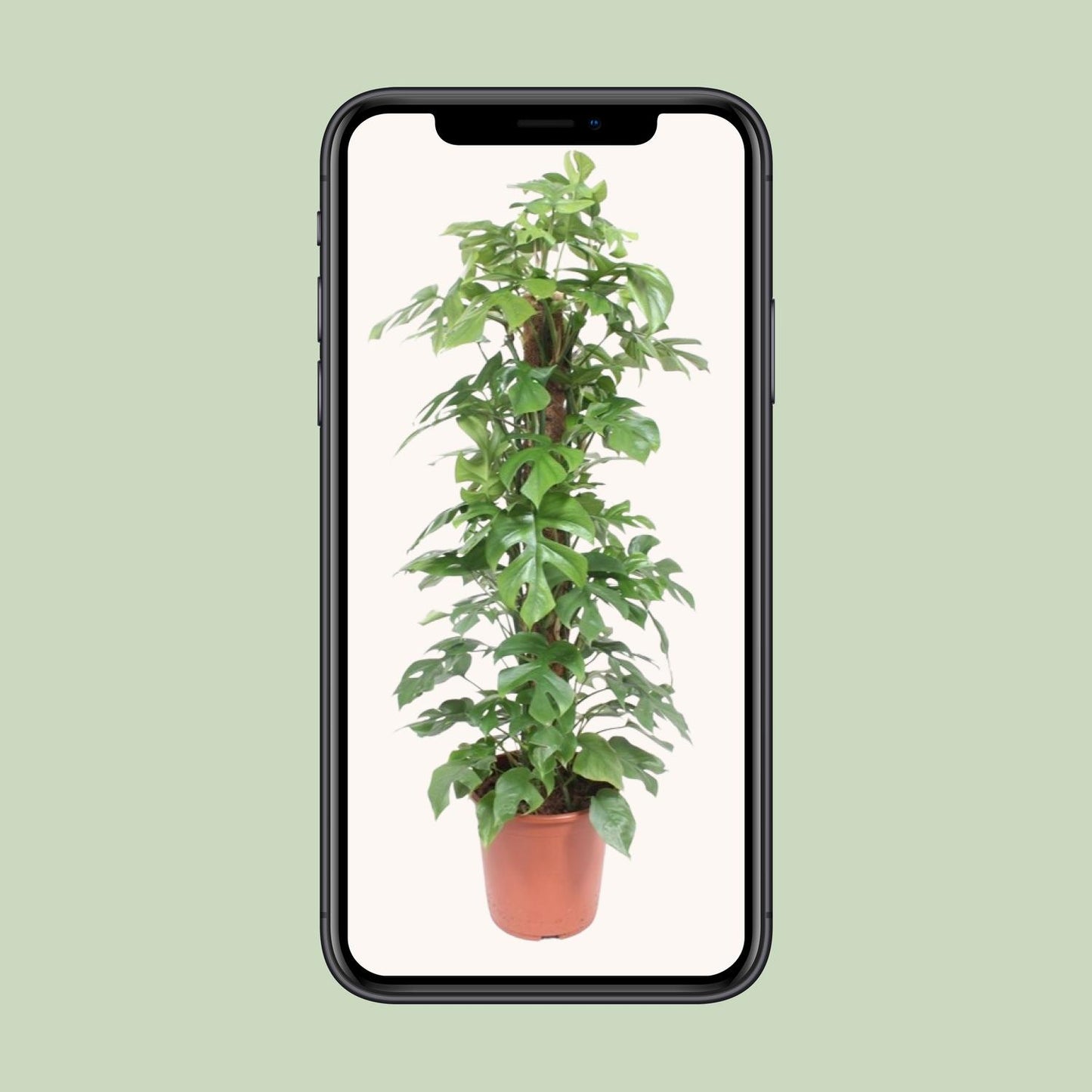 Monstera Minima Mosstok - Ø27cm - ↕130cm