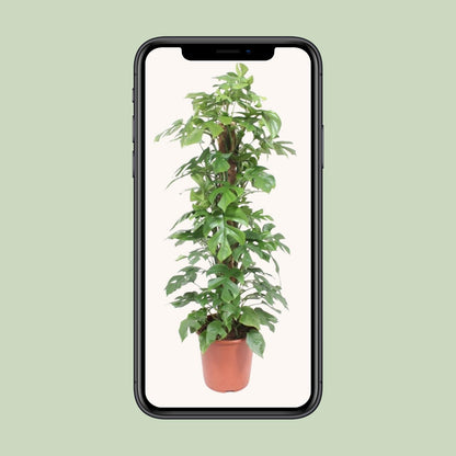 Monstera Minima Mosstok - Ø27cm - ↕130cm