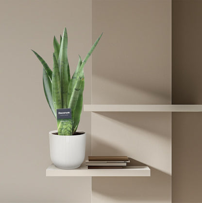 Bogenhanf 'Spearmint' – 45 cm pflegeleichte Zimmerpflanze
