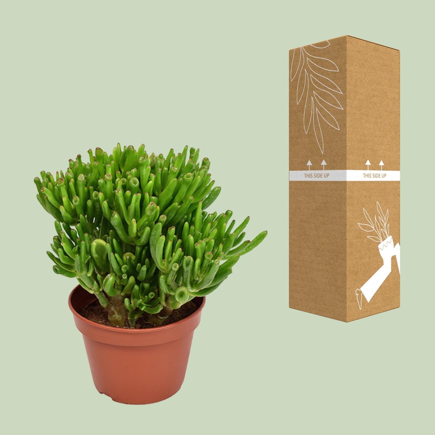 Crassula Hobbit - Ø15cm - ↕21cm