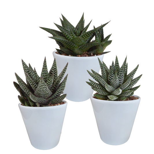Gasterie & Haworthie Mix – 3er Set pflegeleichte Sukkulenten