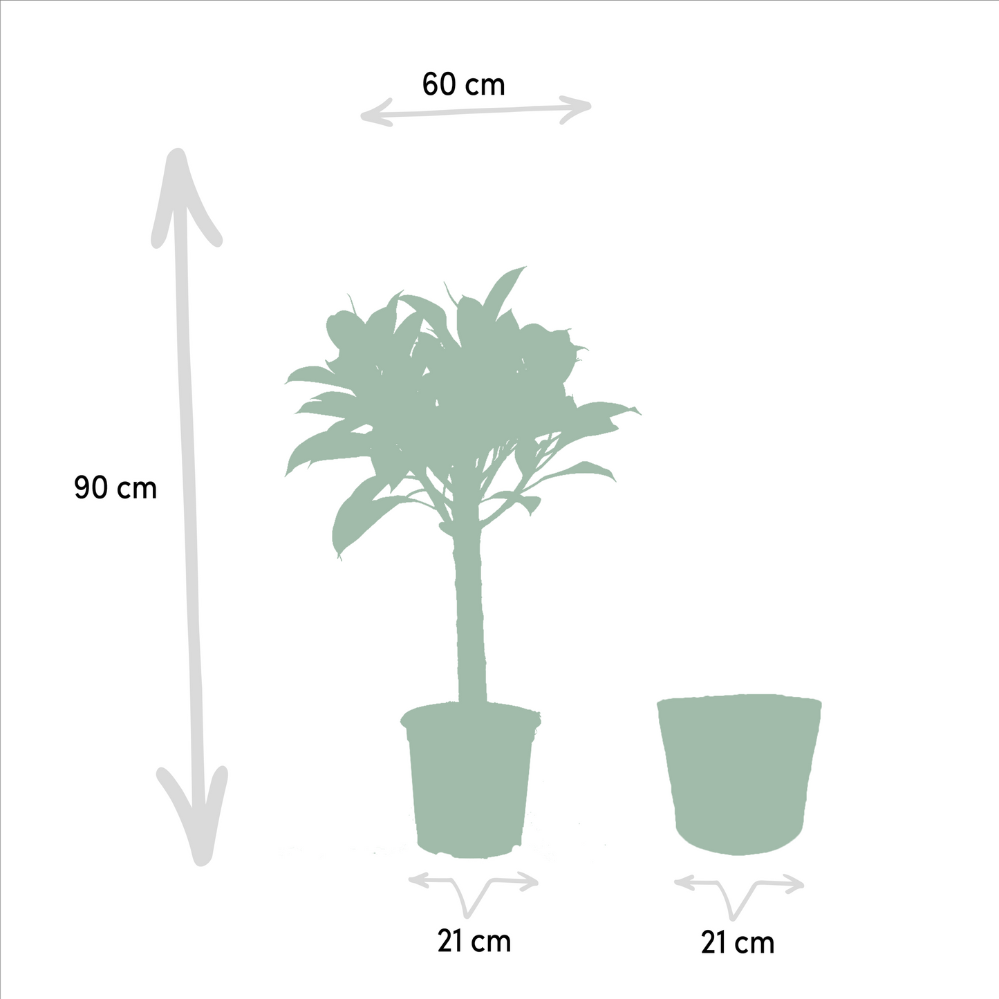 Ficus elastica Melany Stamm + Korb Igmar - ↨90cm - Ø21cm