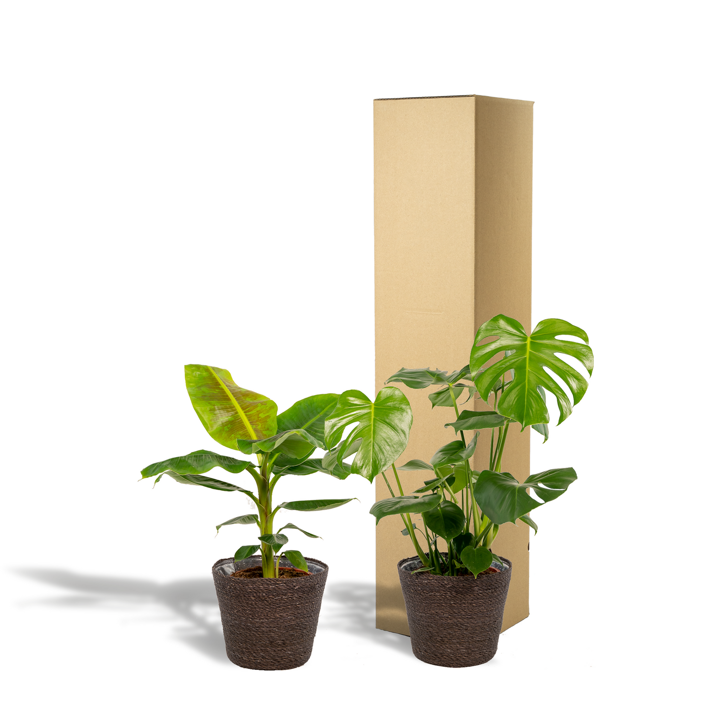 Monstera Deliciosa - Ø21cm - ↕75cm + Musa Dwarf Cavendish - Ø21cm - ↕90cm + Korb Igmar