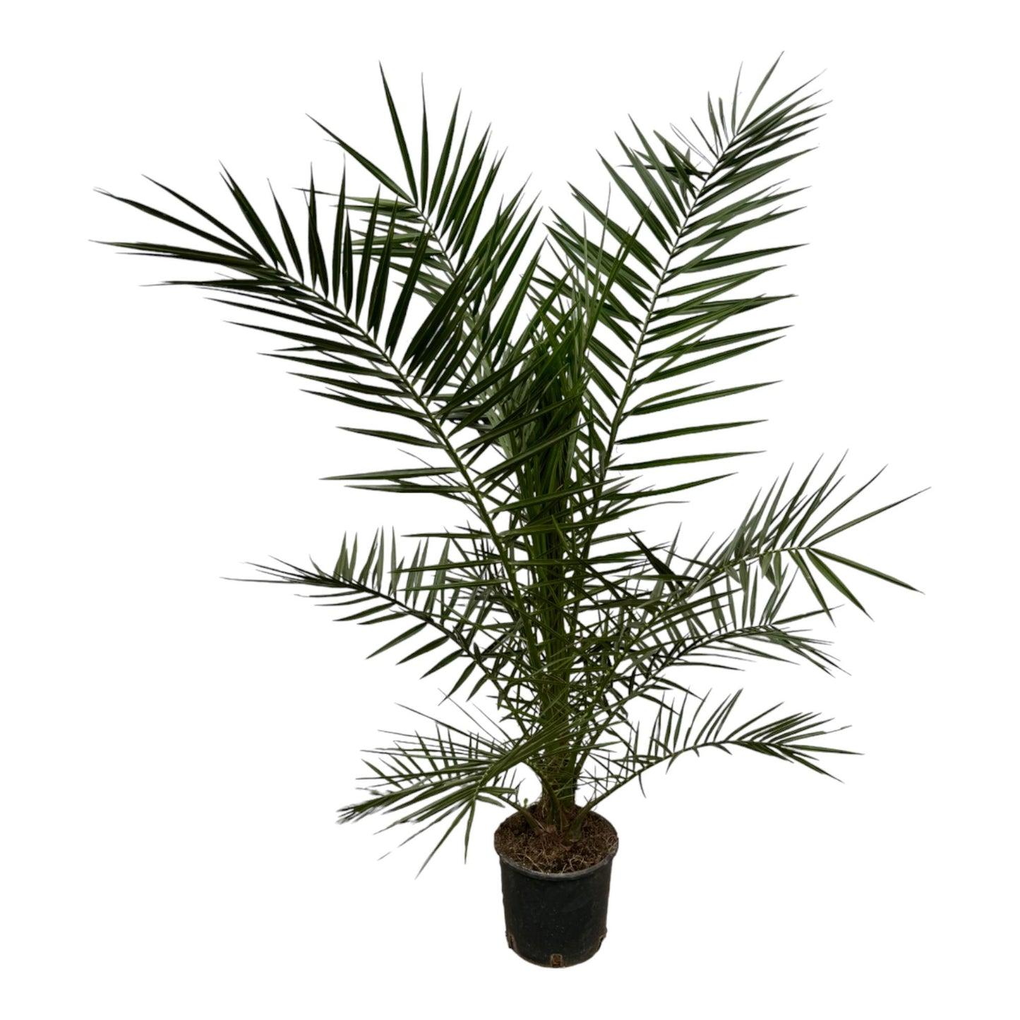 Kanarische Dattelpalme 160 cm – Exotische Zimmerpalme