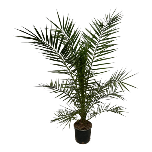 Kanarische Dattelpalme 160 cm – Exotische Zimmerpalme
