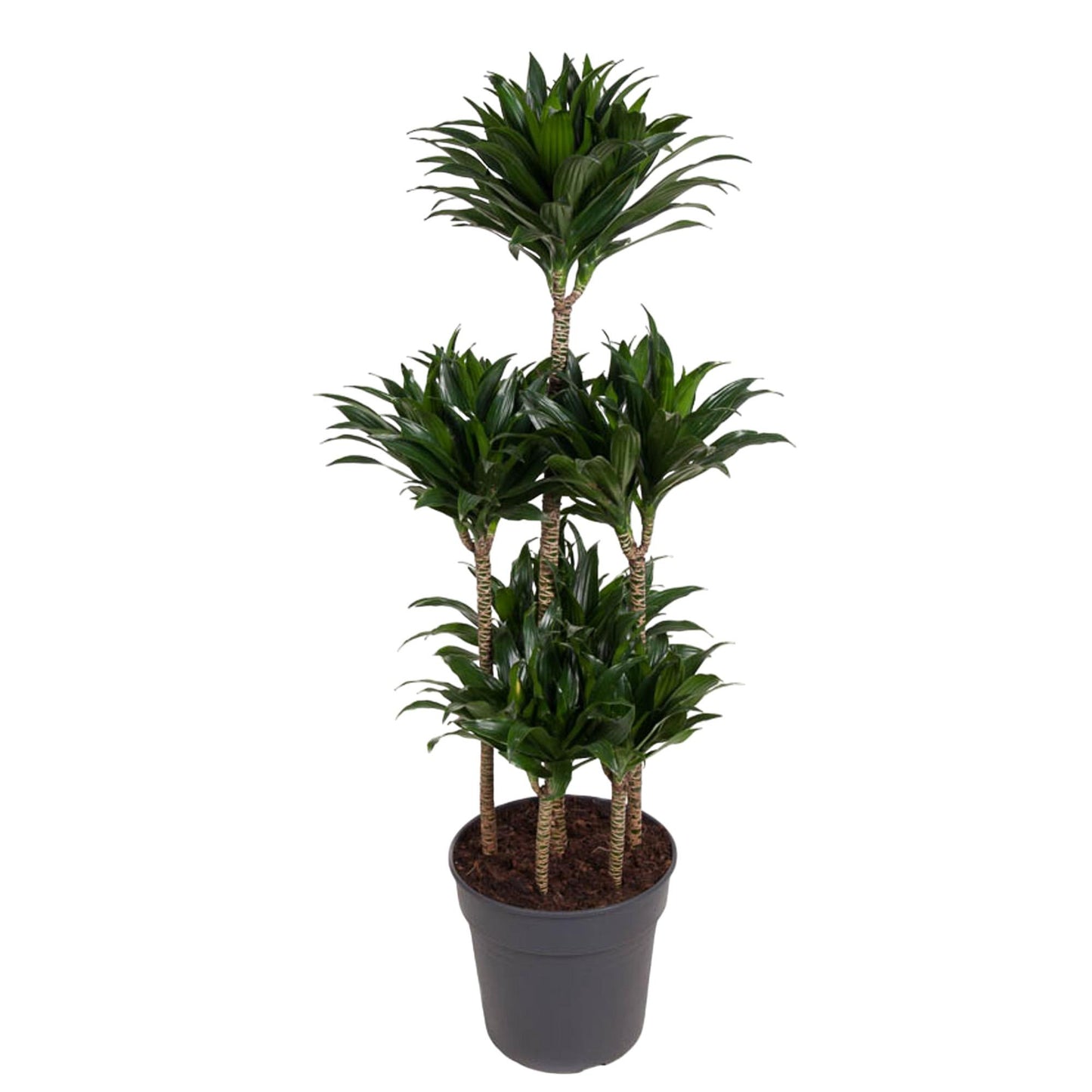 Drachenbaum 'Carrousel' – Stilvolle und pflegeleichte Zimmerpflanze 130 cm