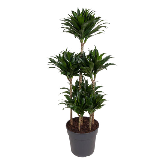 Drachenbaum 'Carrousel' – Stilvolle und pflegeleichte Zimmerpflanze 130 cm