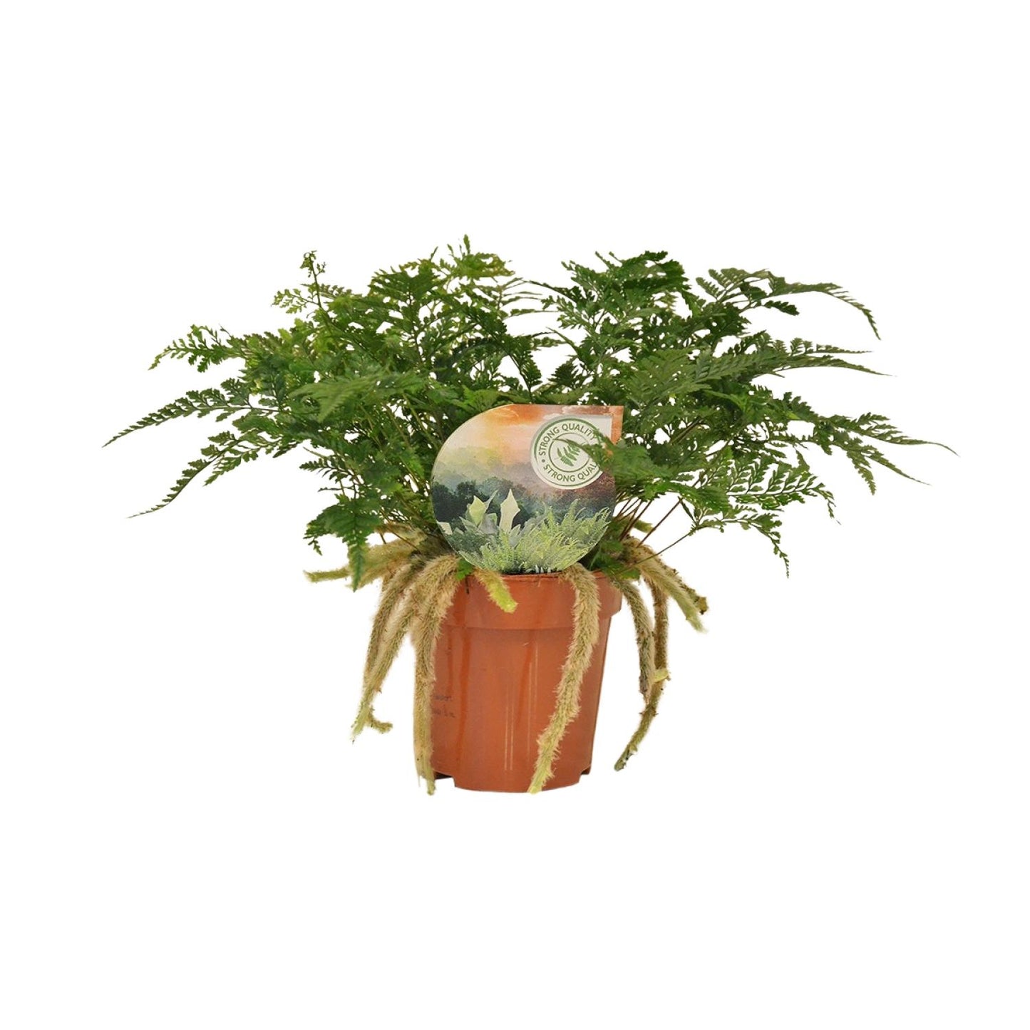 Humata Tyermannii - Ø12cm - ↕30cm